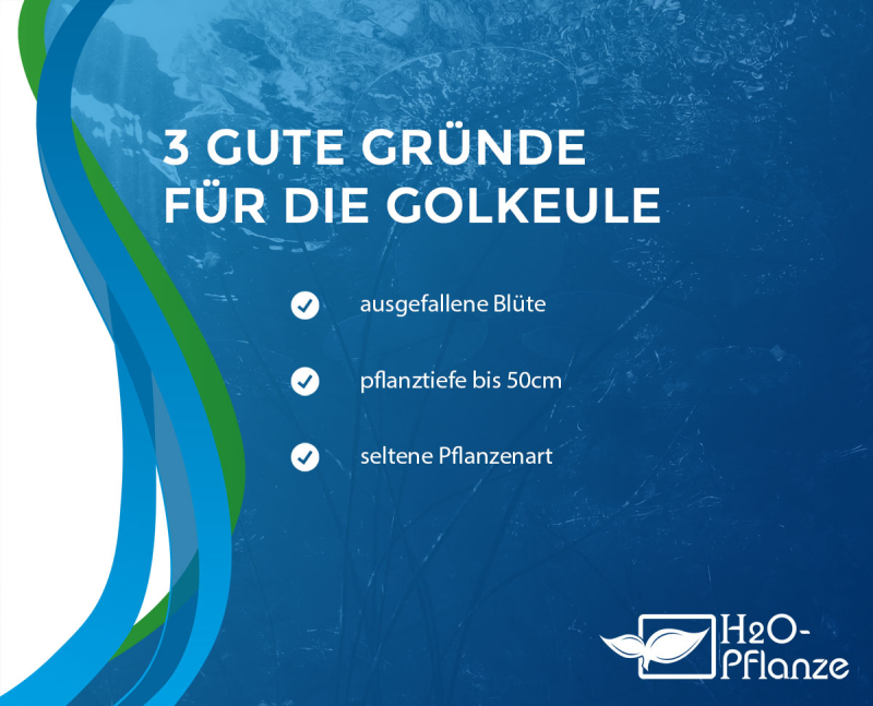 Goldkeule - Orontium aquaticum